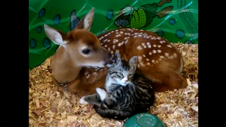 Bambi og kattunge – Bestevenner.
