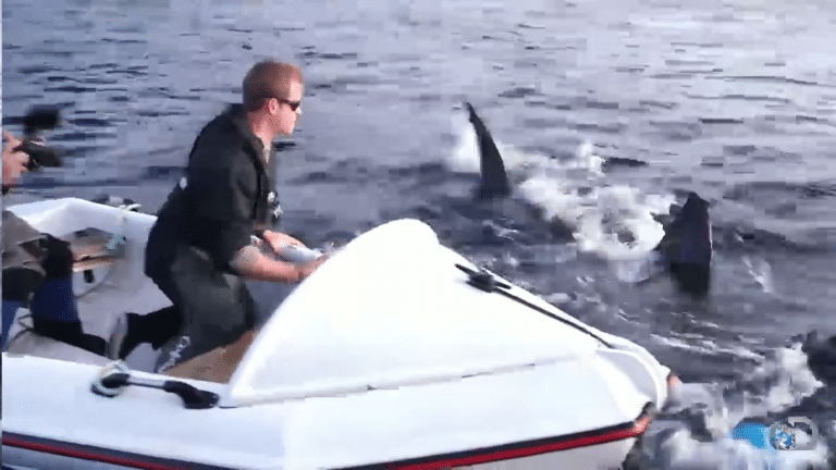 I en liten båt blant haier er galskap!
