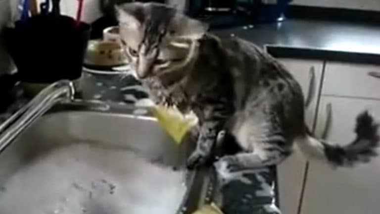 Katta tar seg av oppvasken :)