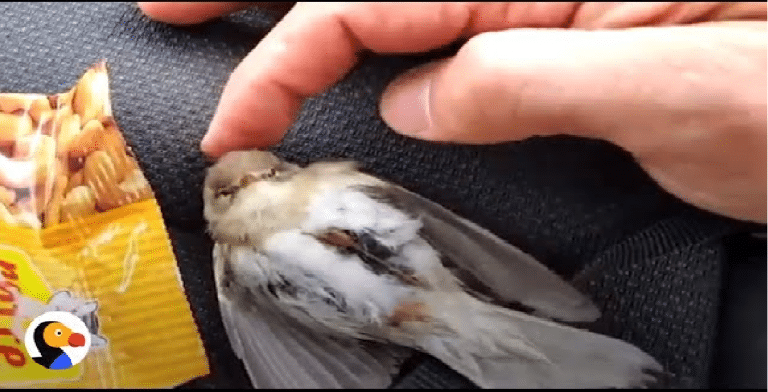 Mann redder halvt ihjelfrossen fugl fra biltak