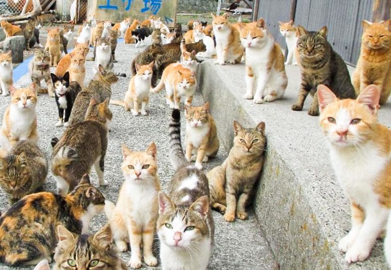 Aoshima og Tashirojima – De sinnsyke katteøyene i Japan!